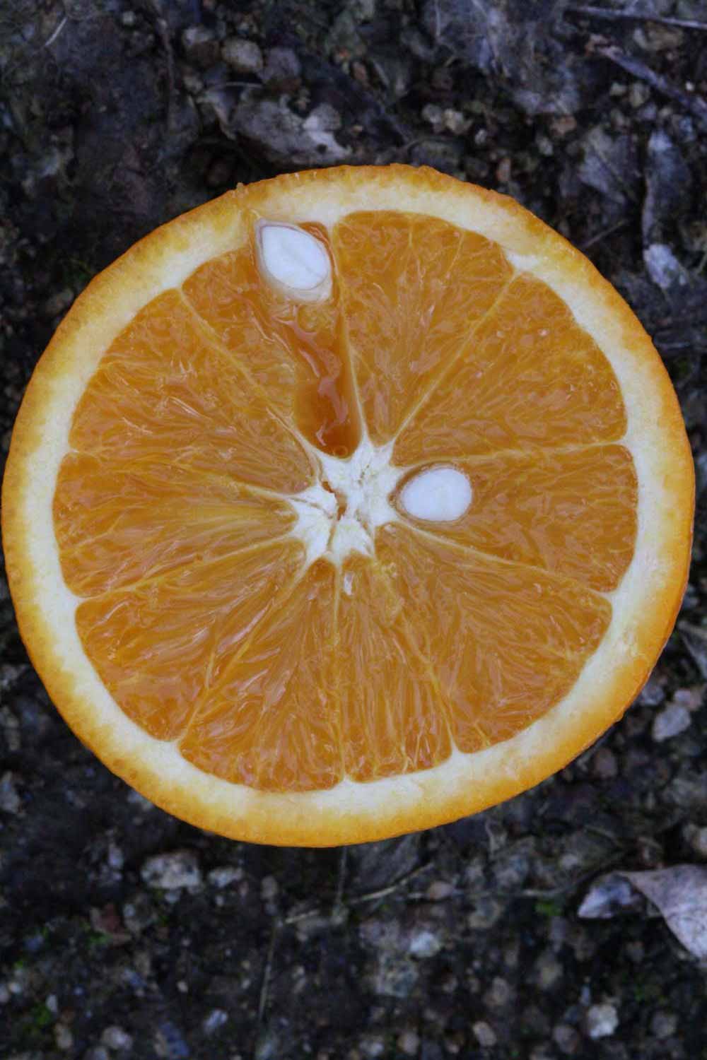              Fruit cross-section (Lindcove, CA)       